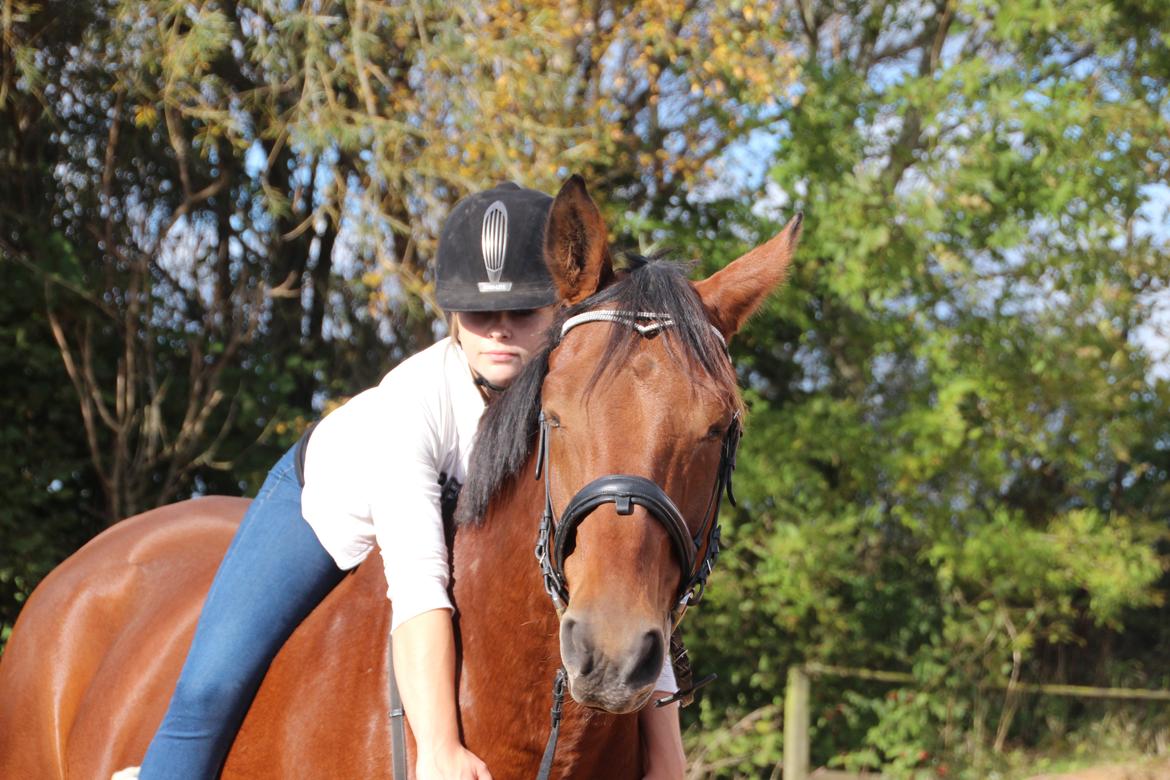 Anden særlig race Imagin Spot Morsbøl(Aflivet) billede 39