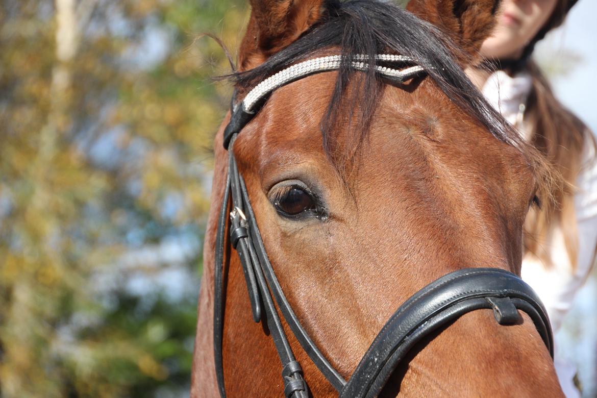 Anden særlig race Imagin Spot Morsbøl(Aflivet) billede 41