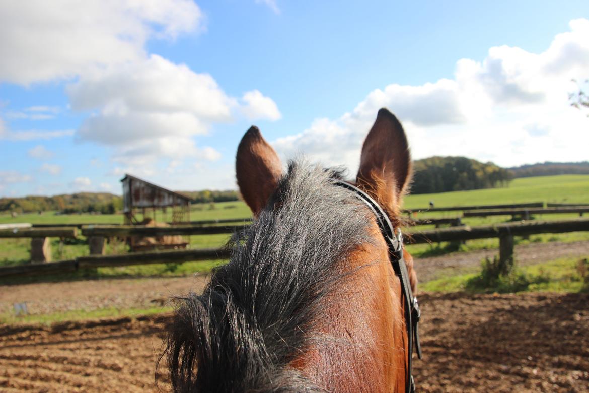 Anden særlig race Imagin Spot Morsbøl(Aflivet) billede 42