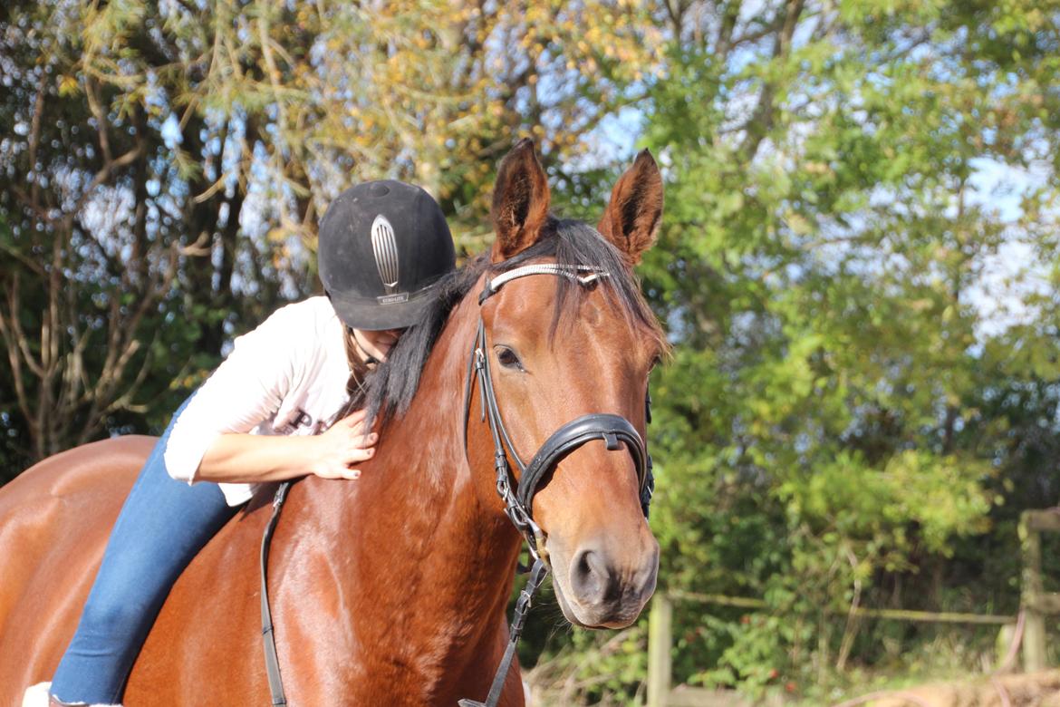 Anden særlig race Imagin Spot Morsbøl(Aflivet) billede 40