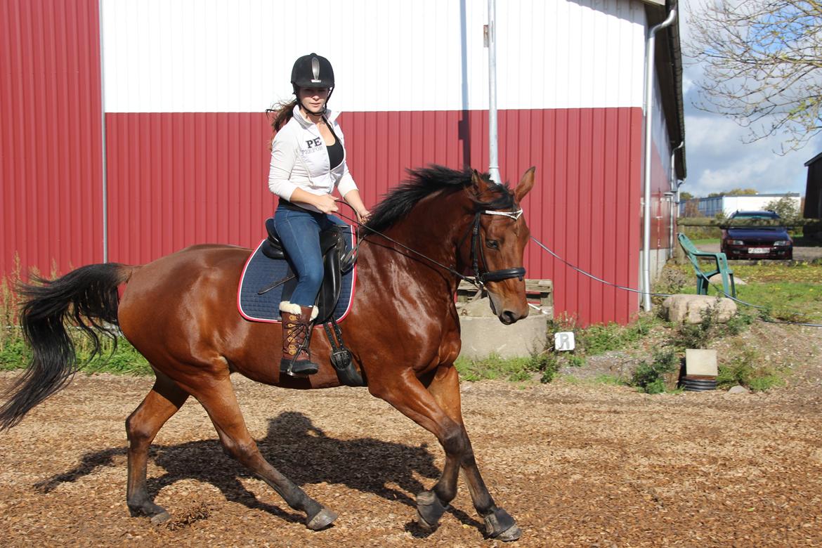 Anden særlig race Imagin Spot Morsbøl(Aflivet) billede 47