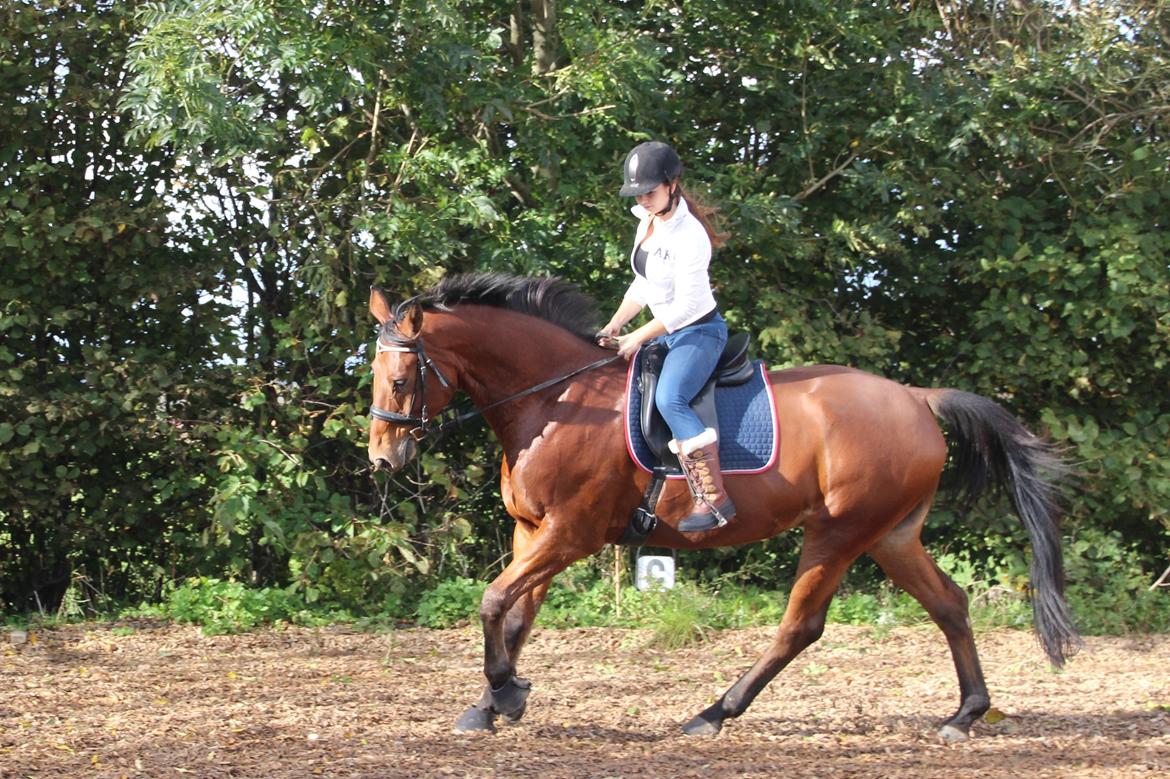 Anden særlig race Imagin Spot Morsbøl(Aflivet) billede 48