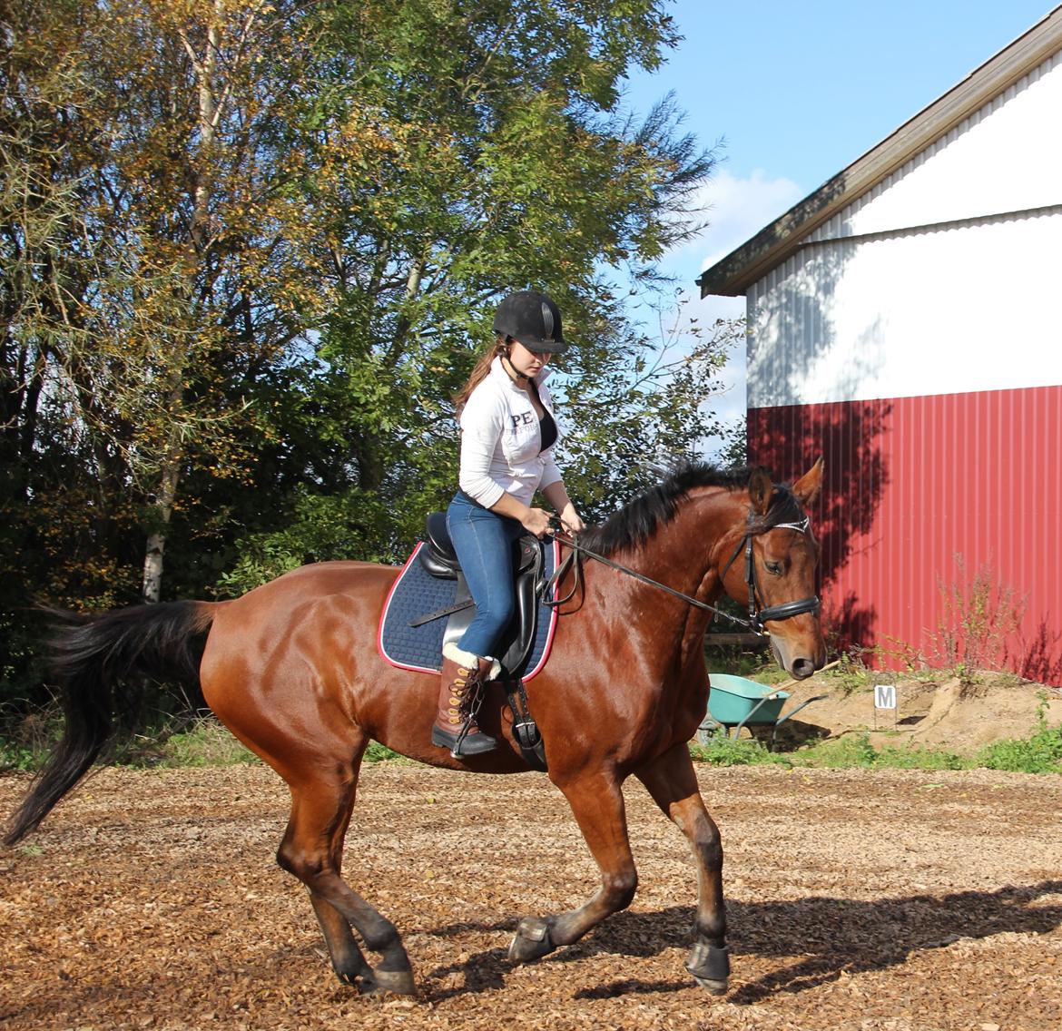 Anden særlig race Imagin Spot Morsbøl(Aflivet) billede 46