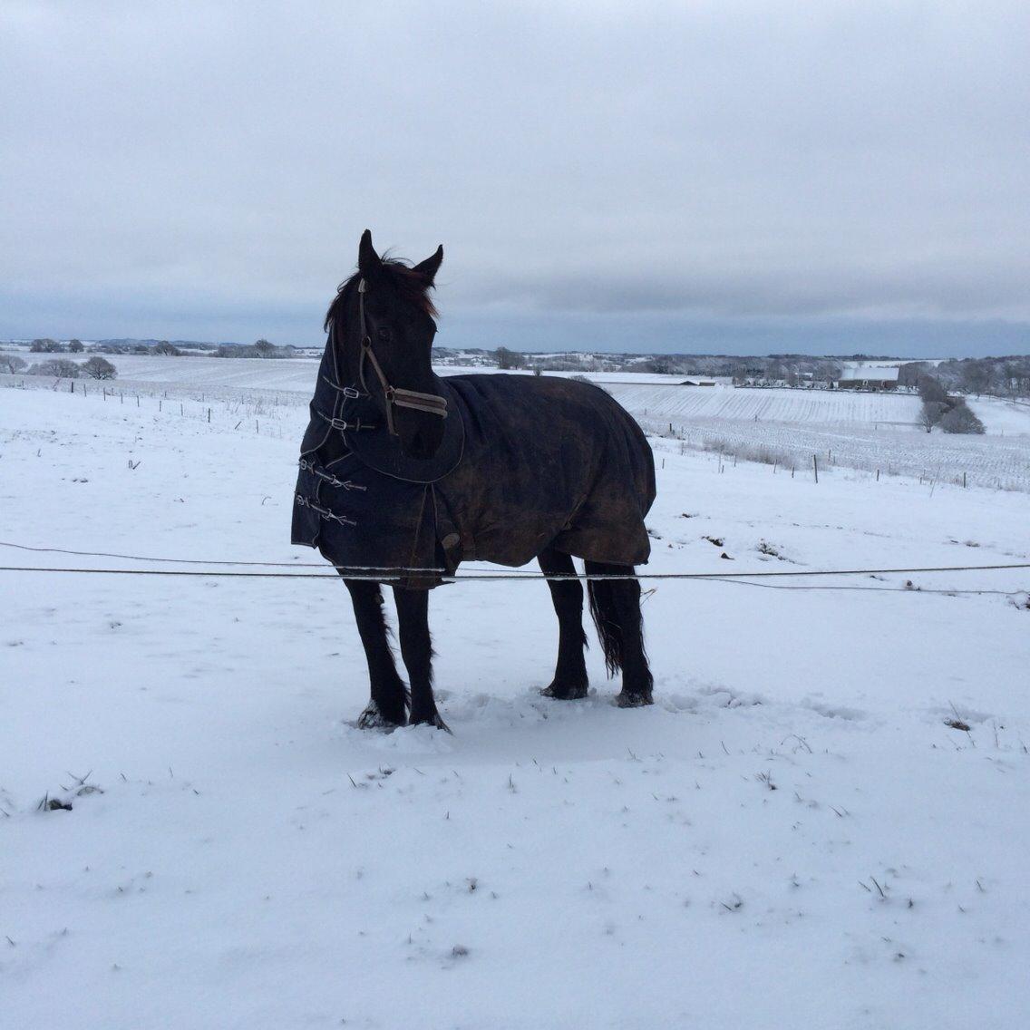 Frieser Jeltsje Fza Sonderladegaard billede 14