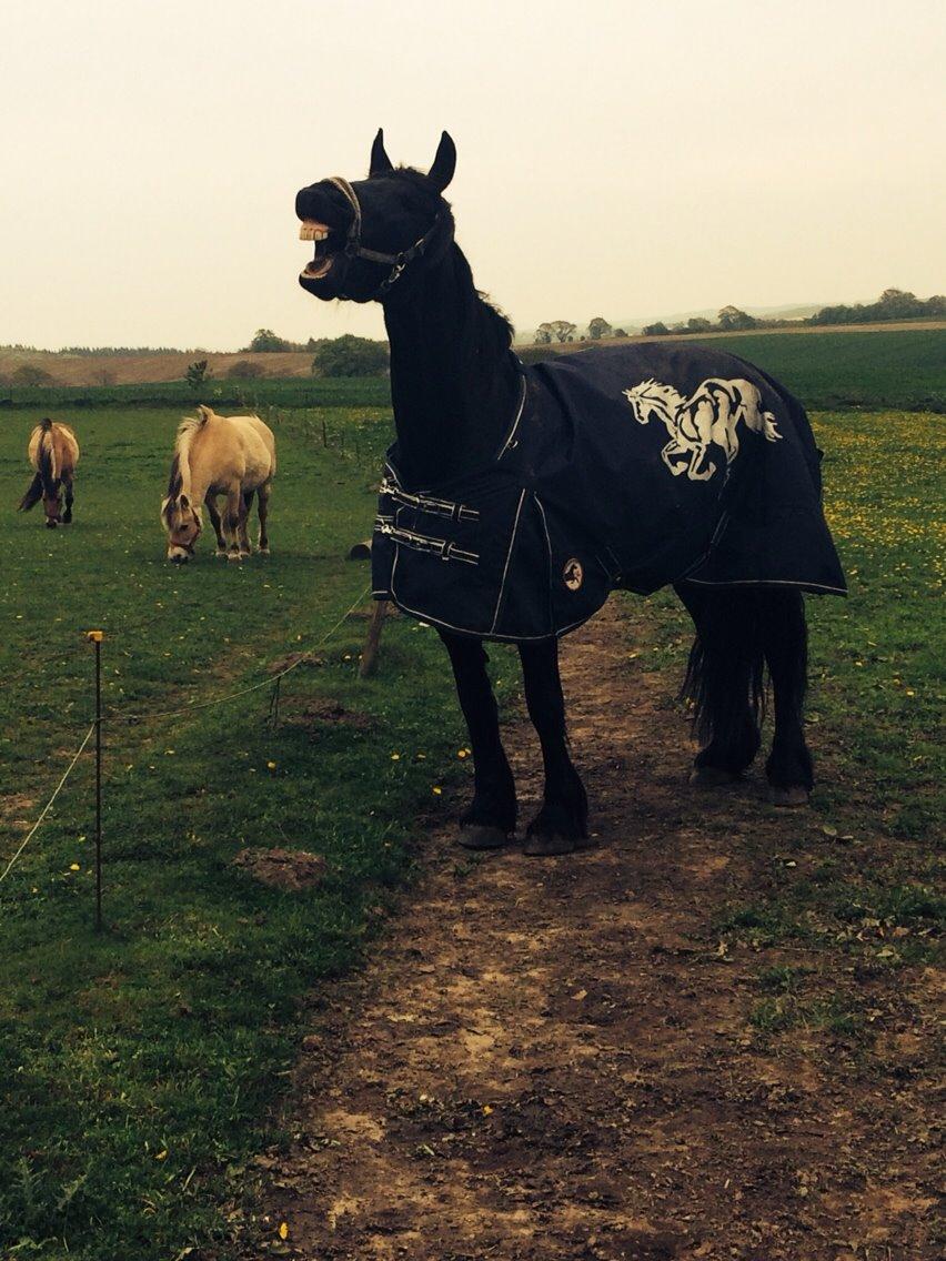 Frieser Jeltsje Fza Sonderladegaard billede 15