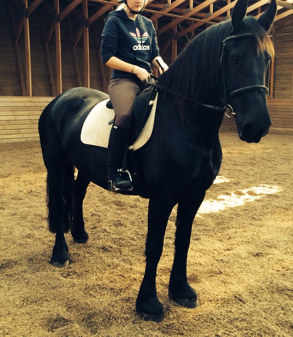 Frieser Jeltsje Fza Sonderladegaard billede 16