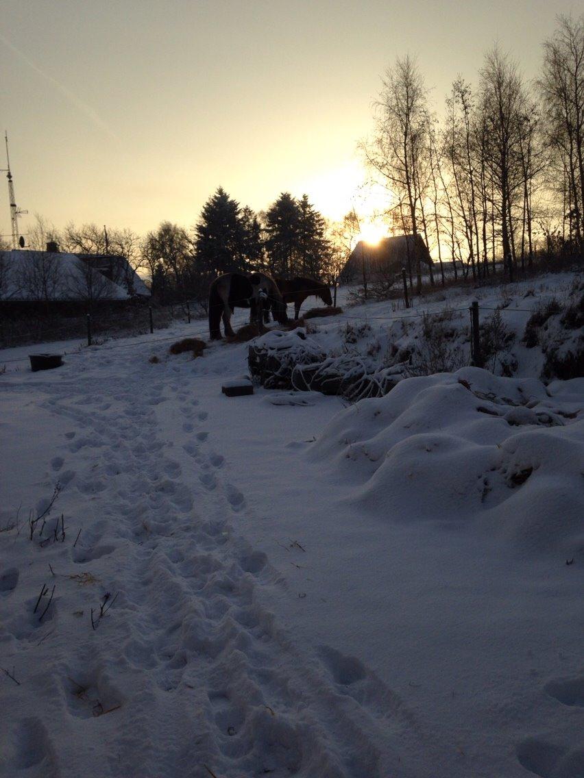 Anden særlig race Ydun billede 7