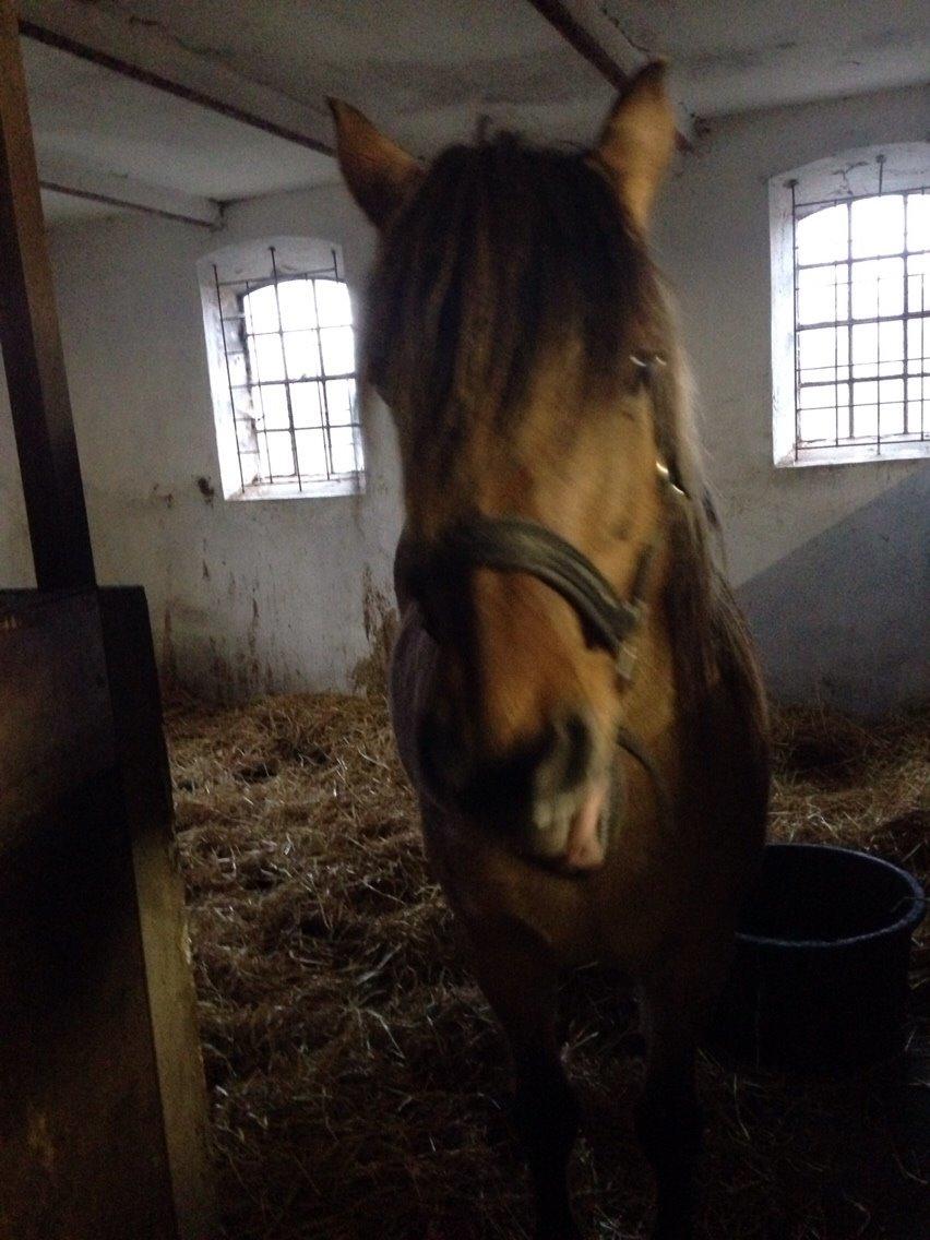 Anden særlig race Ydun billede 6