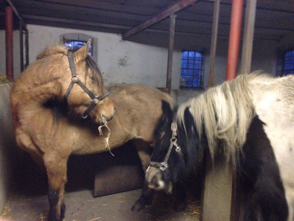 Anden særlig race Ydun billede 8