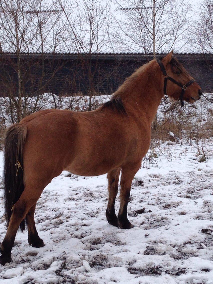 Anden særlig race Ydun billede 11