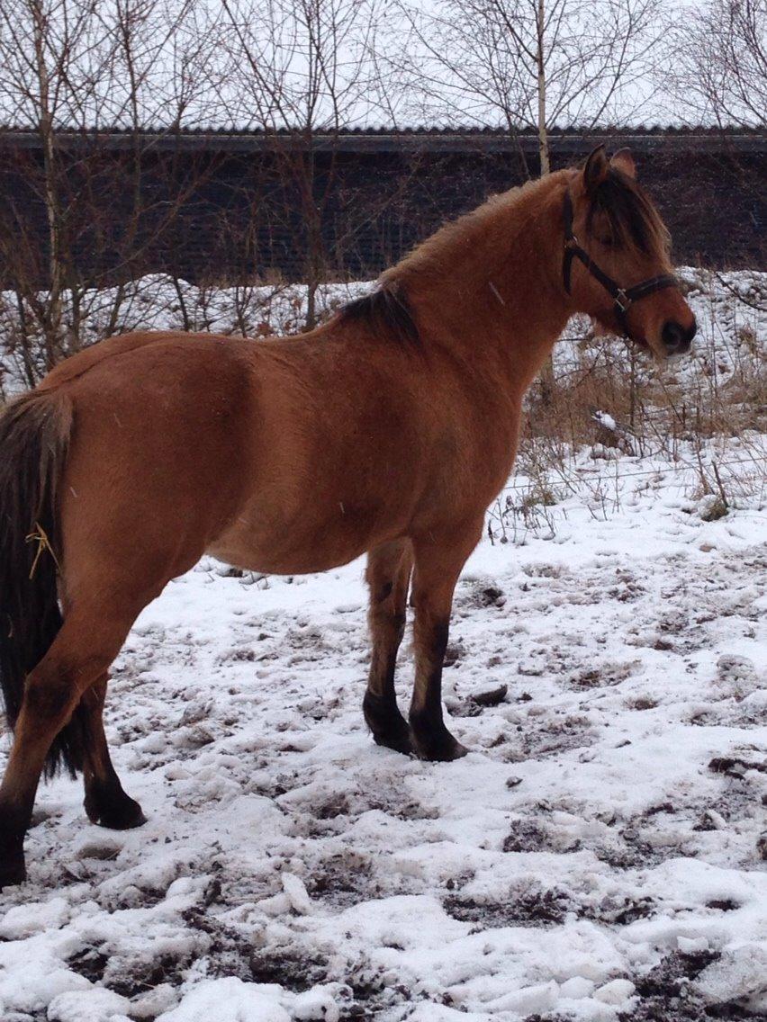 Anden særlig race Ydun billede 12