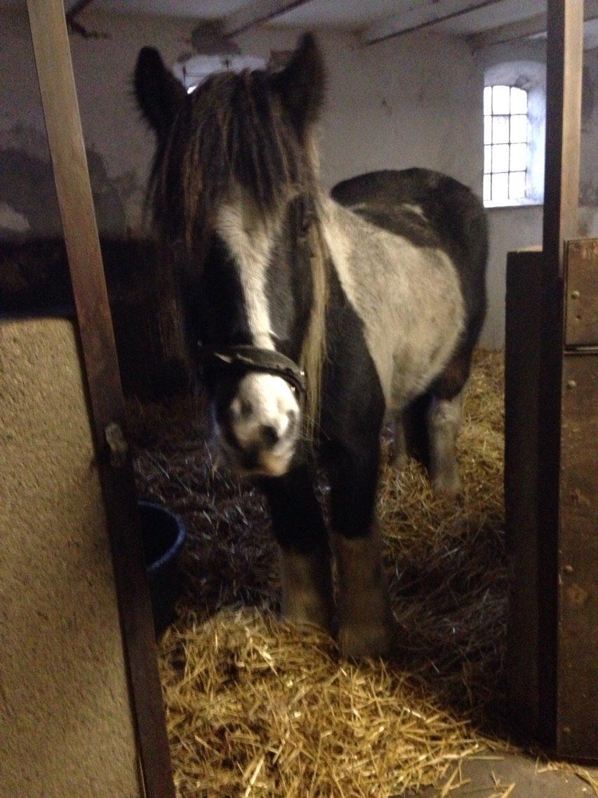 Irish Cob Crossbreed Chano billede 6