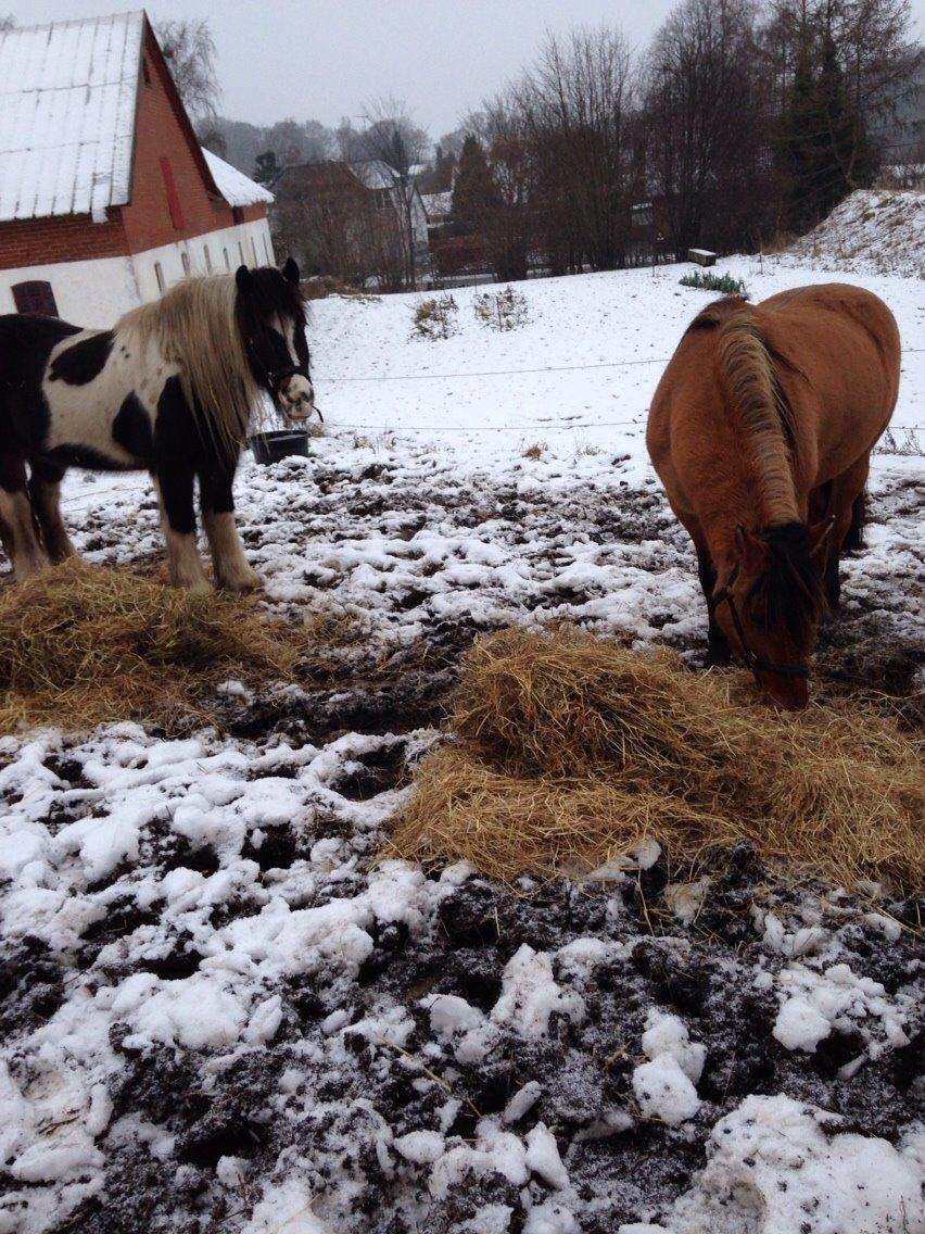 Irish Cob Crossbreed Chano billede 8