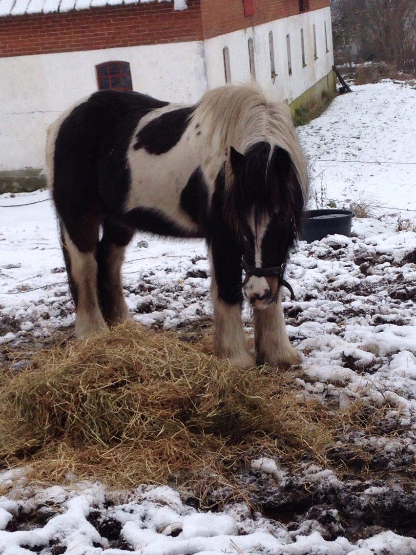 Irish Cob Crossbreed Chano billede 9