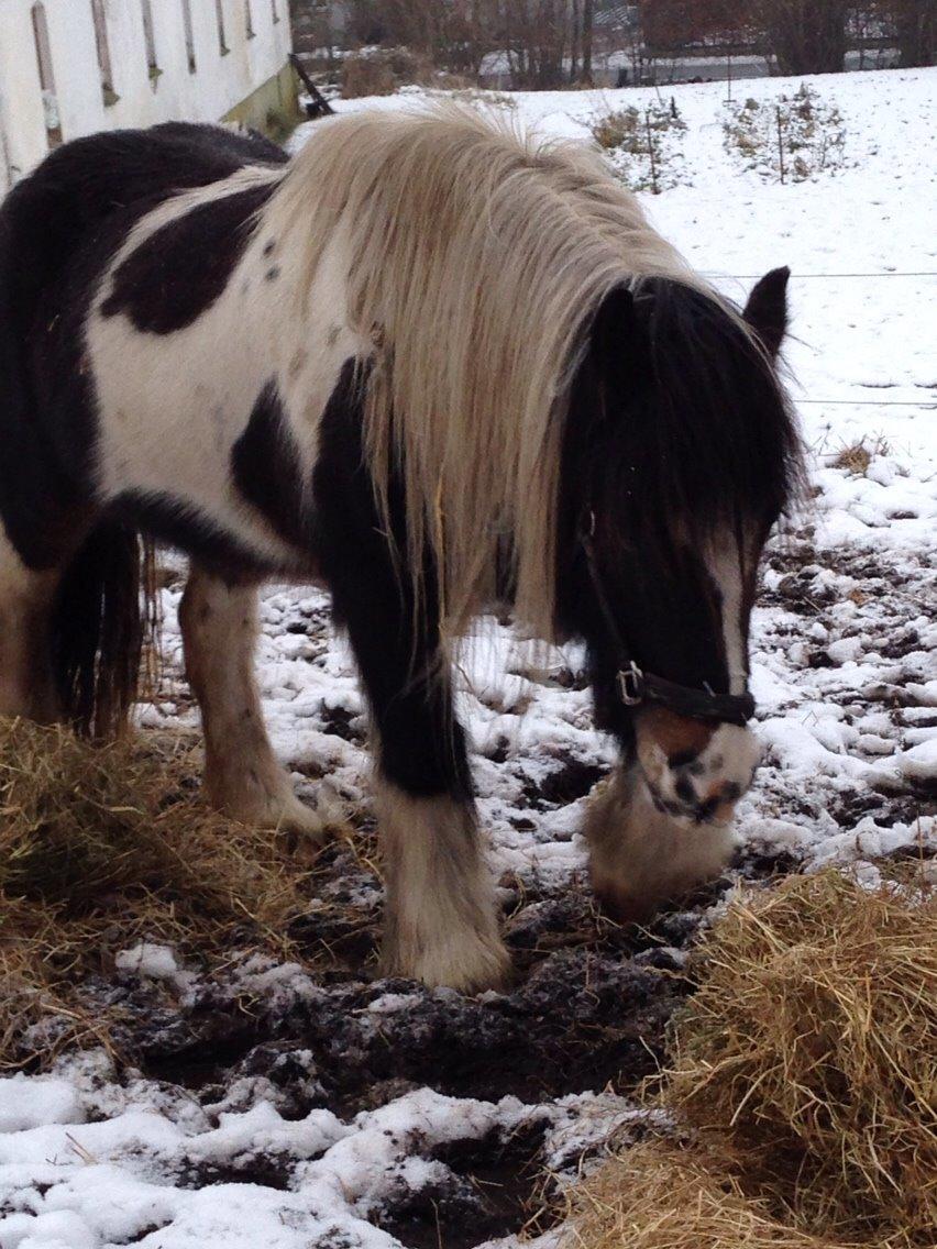 Irish Cob Crossbreed Chano billede 10