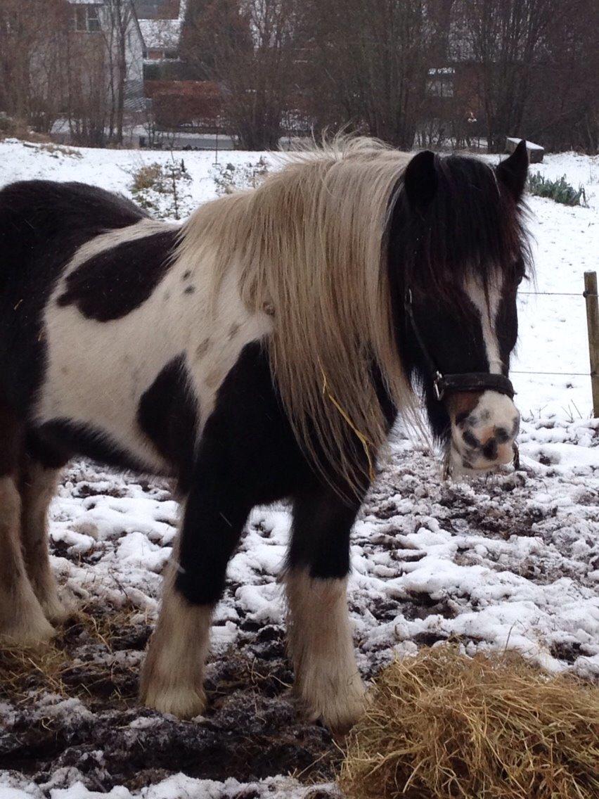 Irish Cob Crossbreed Chano billede 11