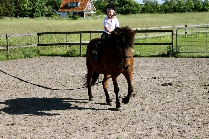 Islænder Vigdis fra Frederiksdal billede 22
