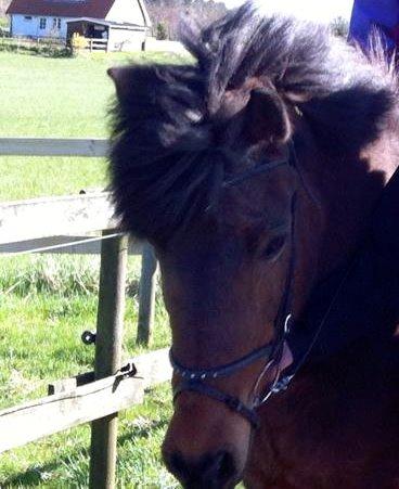 Islænder Vigdis fra Frederiksdal billede 23