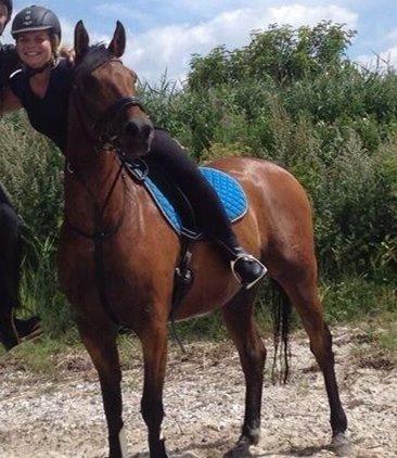 Anden særlig race Cosmo billede 12