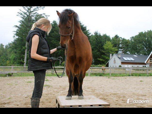 Islænder Vigdis fra Frederiksdal billede 24