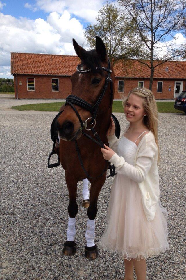 Irsk Sportspony Siempre Amigo - Majas konfirmation billede 14