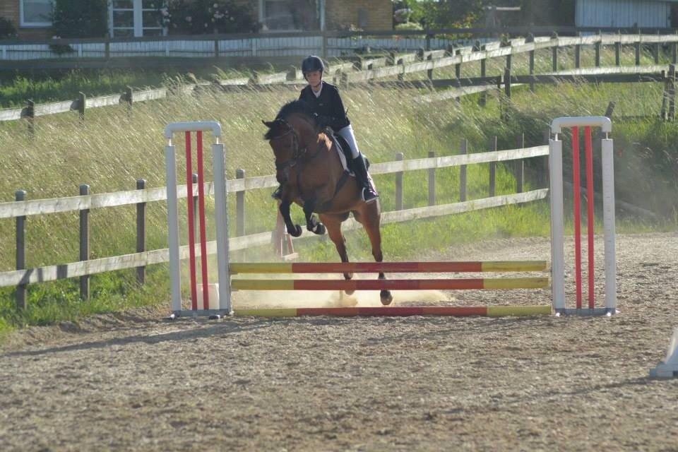 Anden særlig race Cosmo billede 13