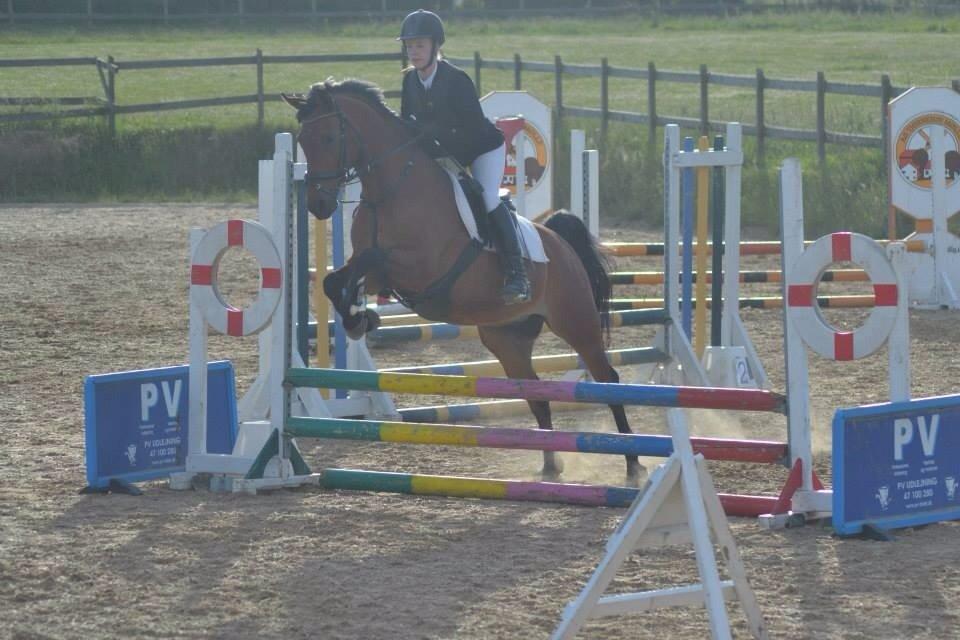 Anden særlig race Cosmo billede 14