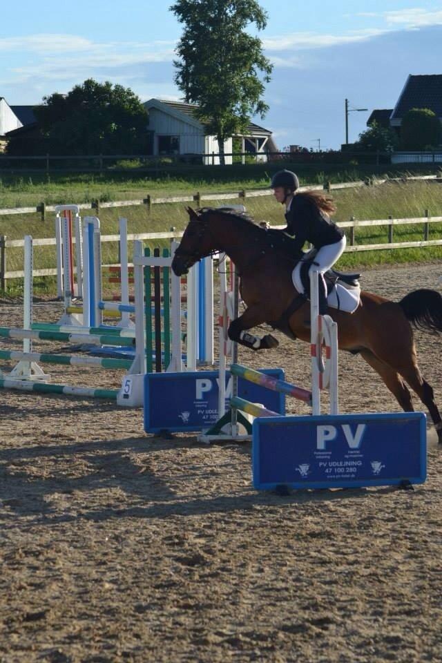 Anden særlig race Cosmo billede 15