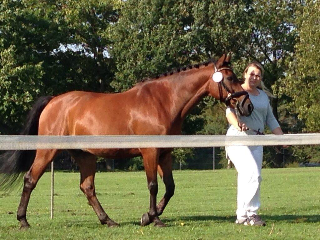 Anden særlig race Cosmo billede 17