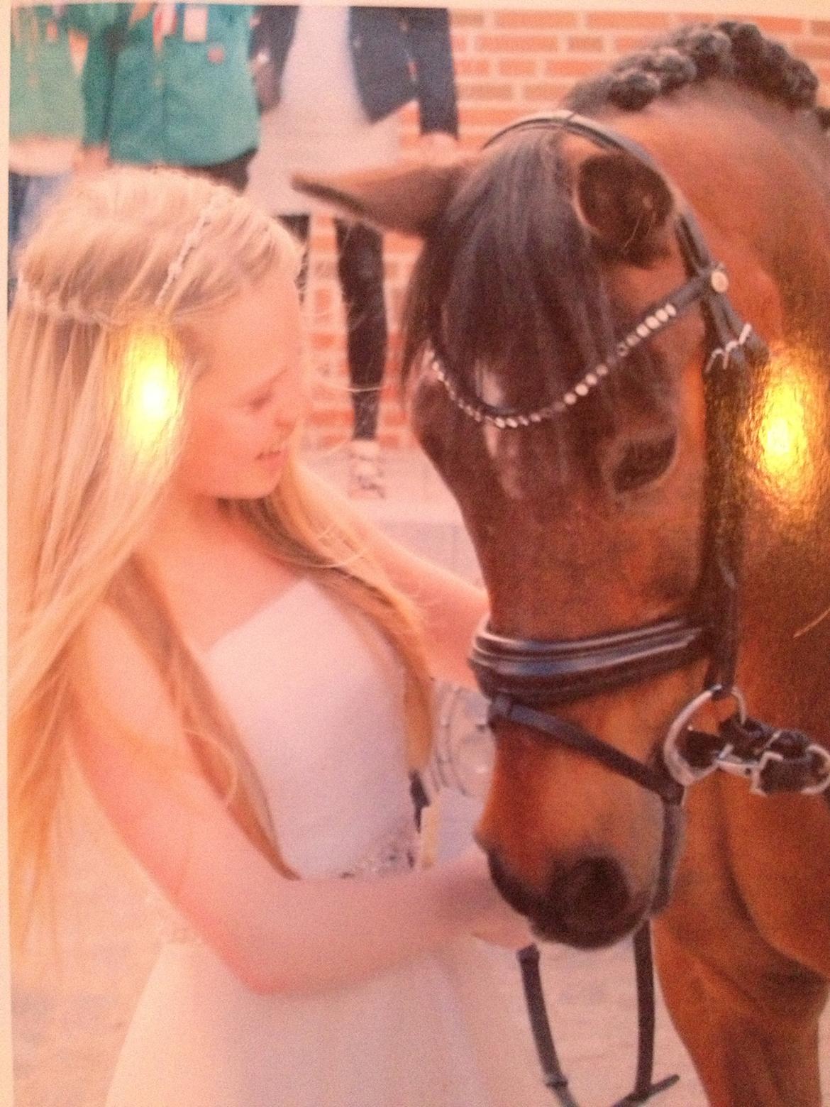 Irsk Sportspony Siempre Amigo billede 13