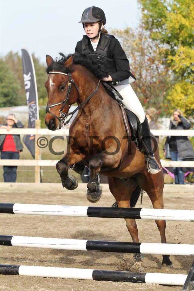 Irsk Sportspony Siempre Amigo billede 15