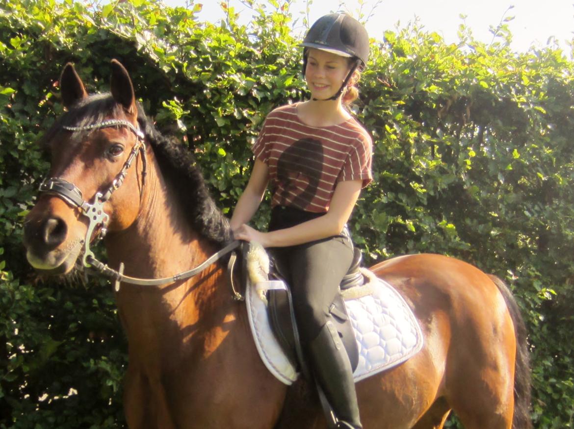 Irsk Sportspony Siempre Amigo - forår 2014 billede 10