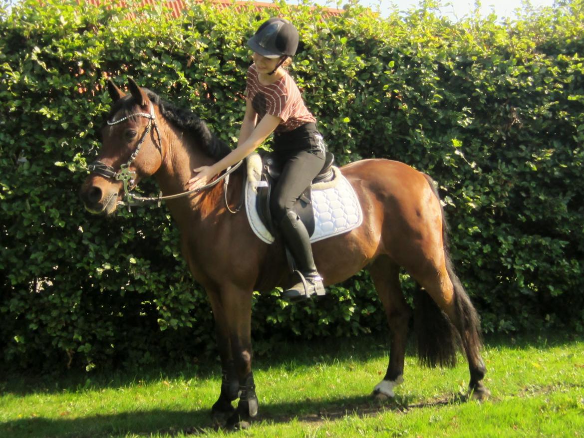 Irsk Sportspony Siempre Amigo - forår 2014 billede 9