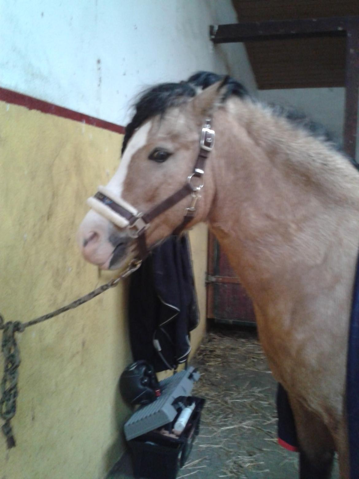 Welsh Pony (sec B) Sunny billede 2