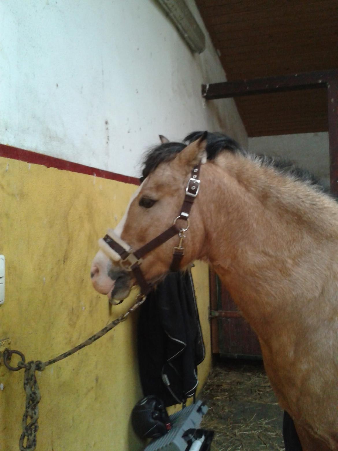 Welsh Pony (sec B) Sunny billede 1