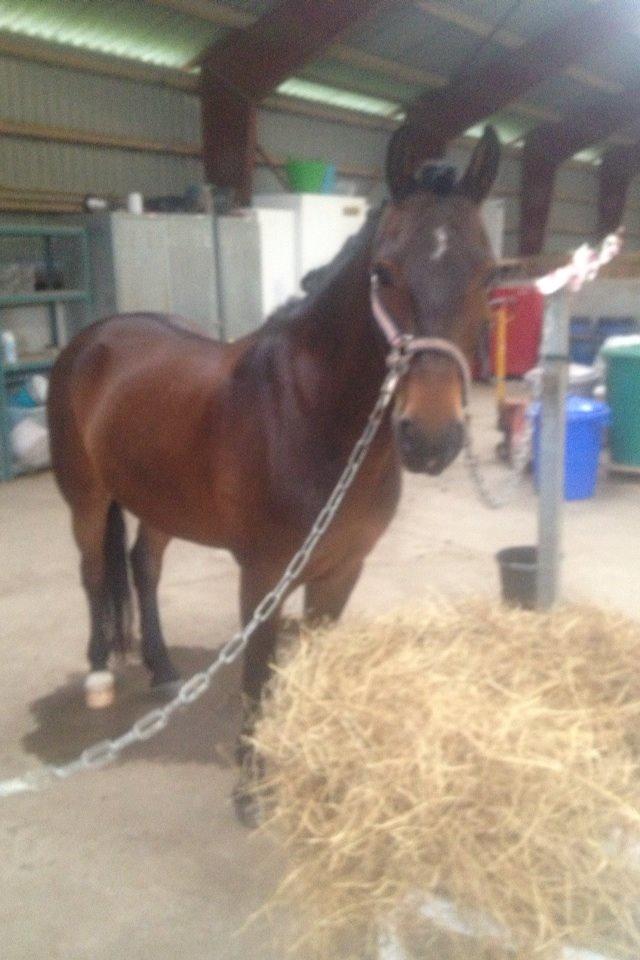 New Forest Ida´s Moonlight *Monty* billede 18