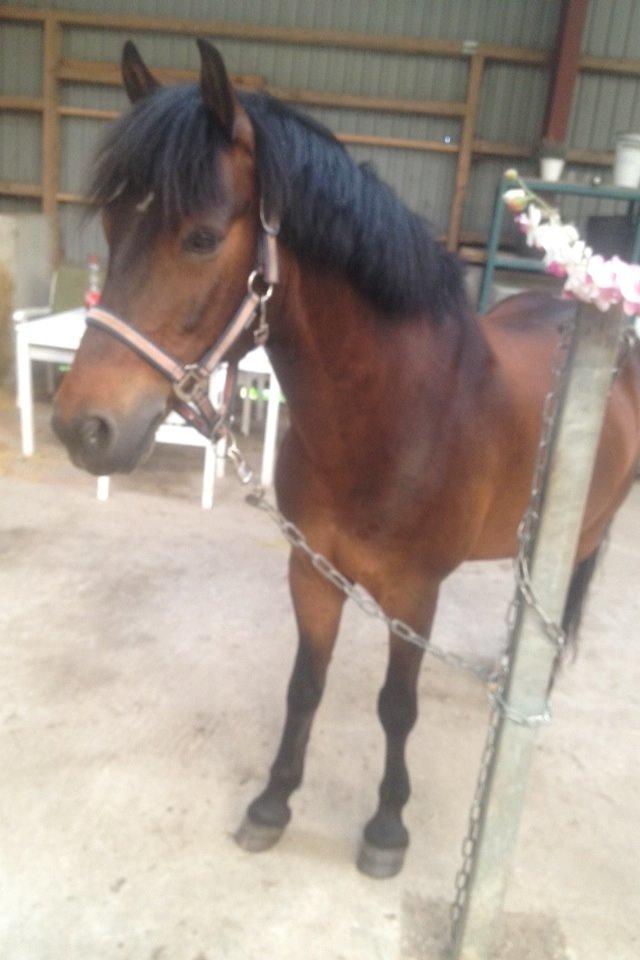 New Forest Ida´s Moonlight *Monty* billede 19