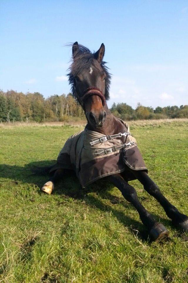 New Forest Ida´s Moonlight *Monty* billede 21