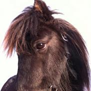 Shetlænder nikoline