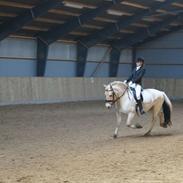 Fjordhest Hjalde Fjord