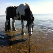 Irish Cob Sultan. **Himmelhest 2020**