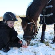 Welsh Pony (sec B) Cadlanvalley Temptation