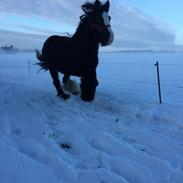 Irish Cob Poppy (Loppen)