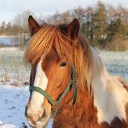 Irish Cob Crossbreed Pippi