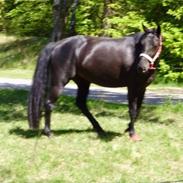 Oldenborg Mitzi af østmark