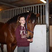 Dansk Varmblod Carselli <3