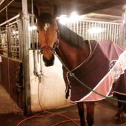 Dansk Varmblod Carselli <3