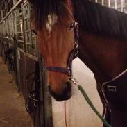 Dansk Varmblod Carselli <3