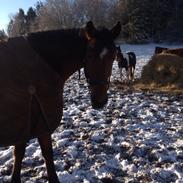 Dansk Varmblod Carselli <3