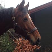 Dansk Varmblod Carselli <3